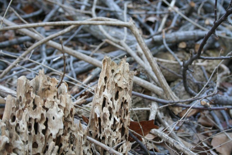 Файл:Termite wood.jpg